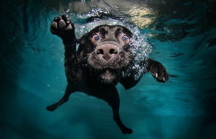 dog-in-the-water-9243