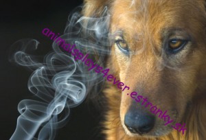 dog-smoke.jpg